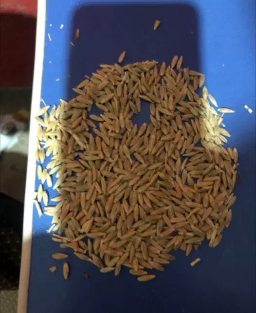 جو تمیز شورآب|عمدهفروشی|سیاخ دارنگون, |دیوار