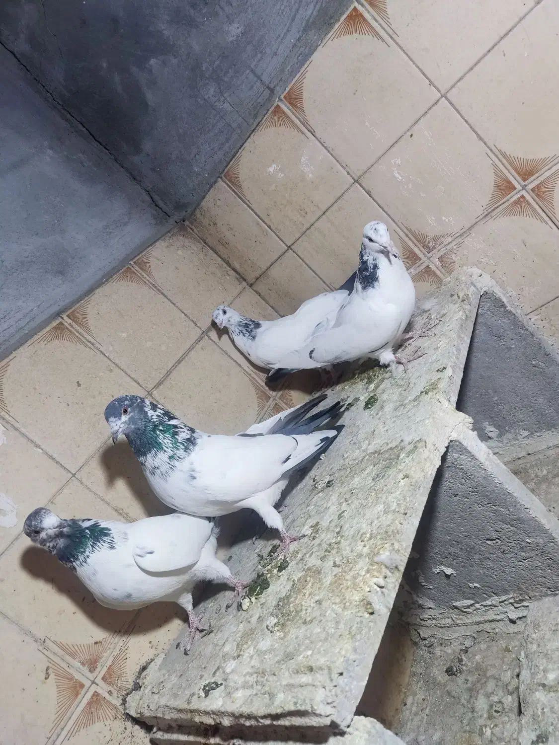 چهارتا تهرانی پرشتی|پرنده|بروجرد, |دیوار