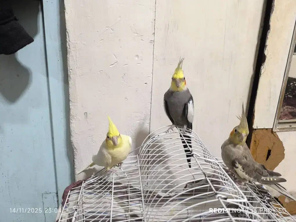 عروس هلندی نر و ماده|پرنده|ضیابر, |دیوار