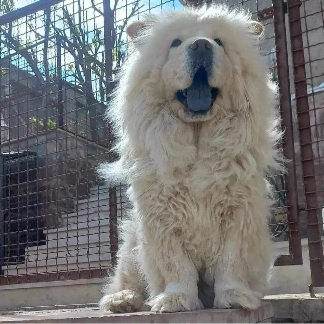 چاوچاو نر و ماده بالغ|سگ|رودهن, |دیوار