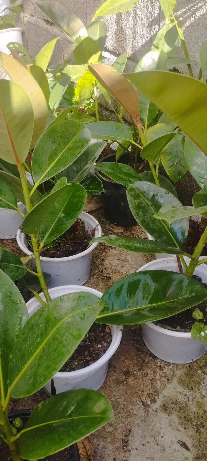 فروش گل‌های اپارتمانی|گل و گیاه طبیعی|تالش, هشتپر|دیوار