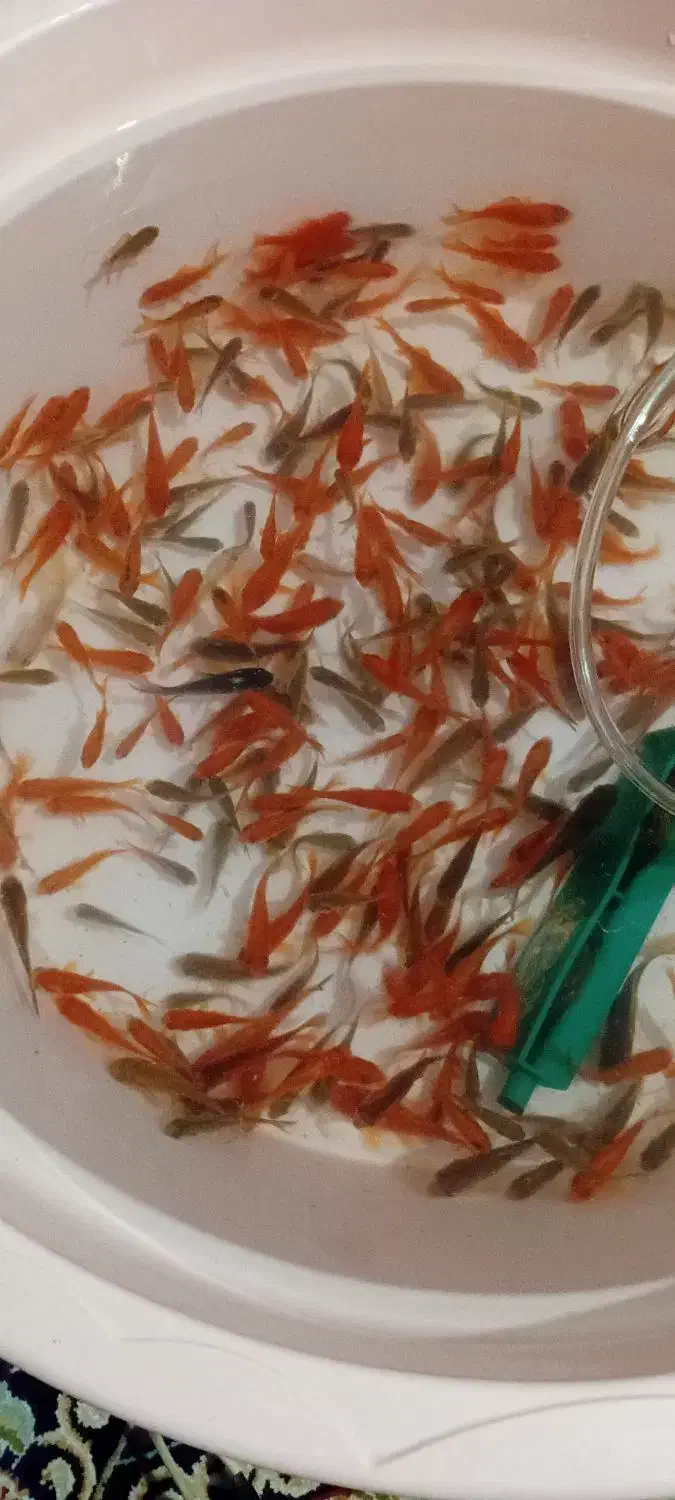 ماهی تزینی|ماهی|شیروان (خراسان), |دیوار