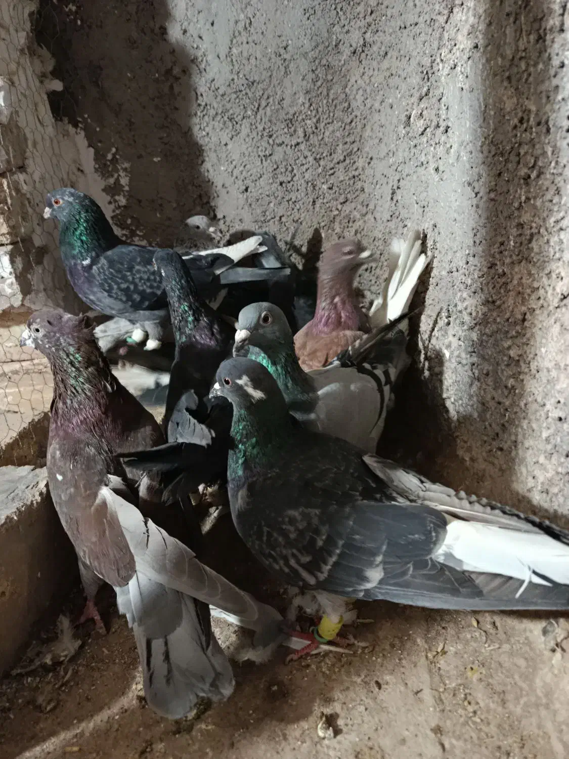 کبوتر پرشی|پرنده|اقبالیه, |دیوار