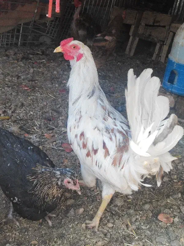 تخم مرغ نطفه دار|حیوانات مزرعه|کرمان, |دیوار