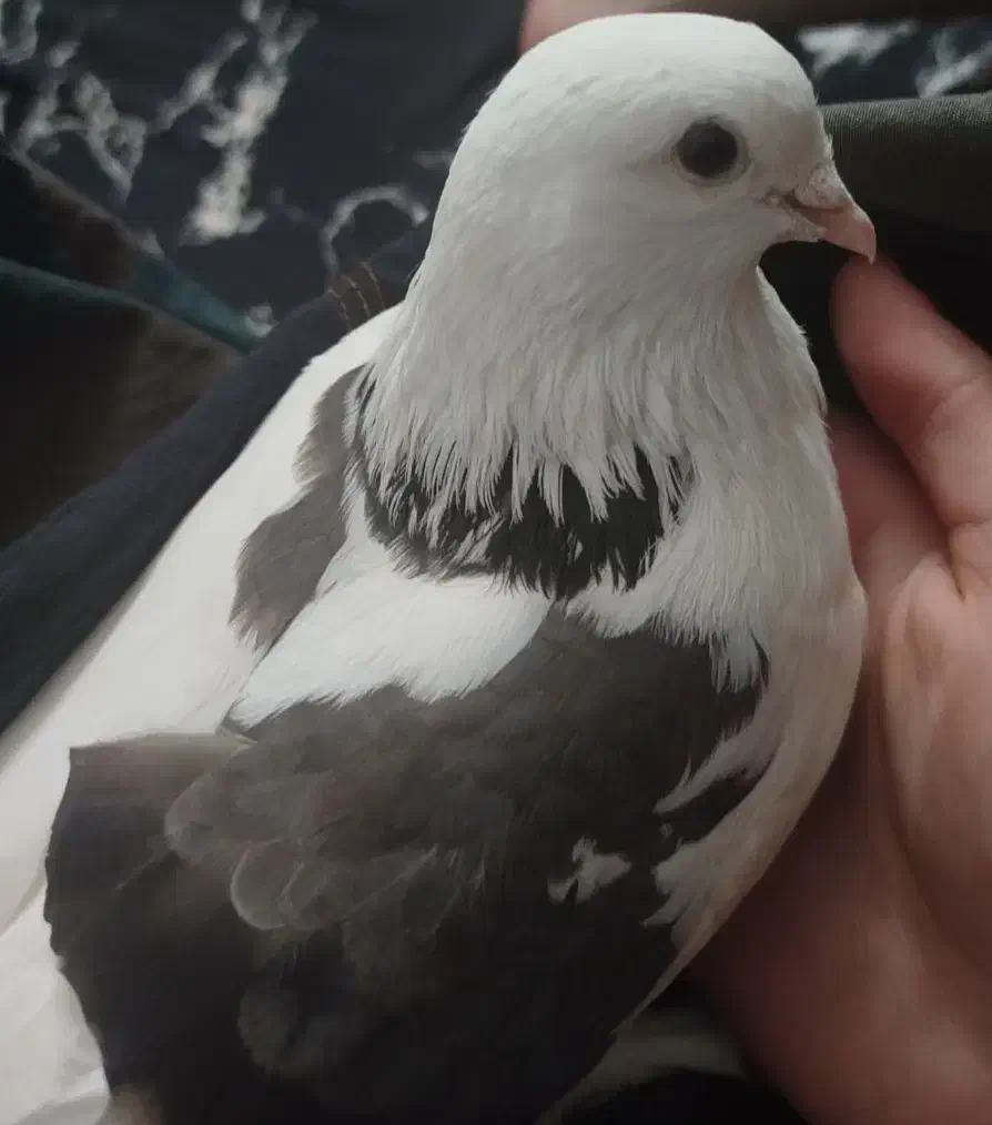 کبوتر گمشده|حیوانات|لاهیجان, کوی خزر|دیوار