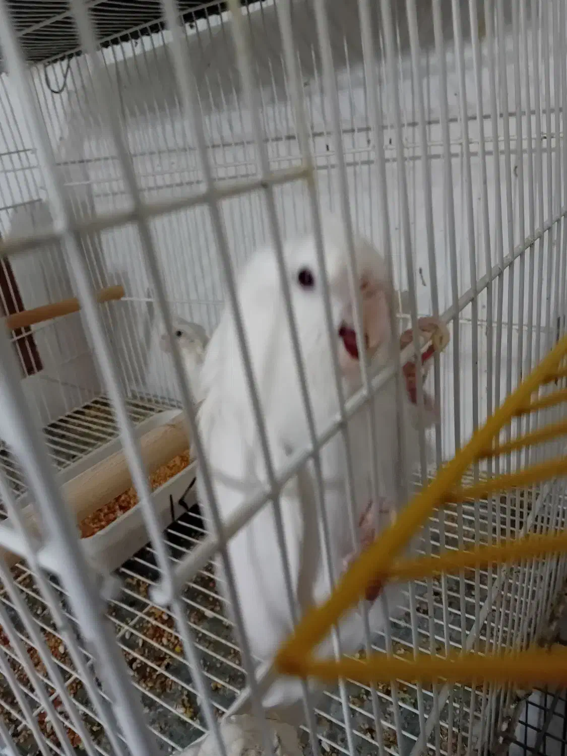 یک جفت عروس هلندی مولدباجوجه|پرنده|بجنورد, |دیوار