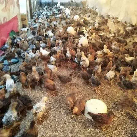 جوجه مرغ خروس اردک غاز ... به صورت سراکطی|حیوانات مزرعه|رشت, بازار|دیوار