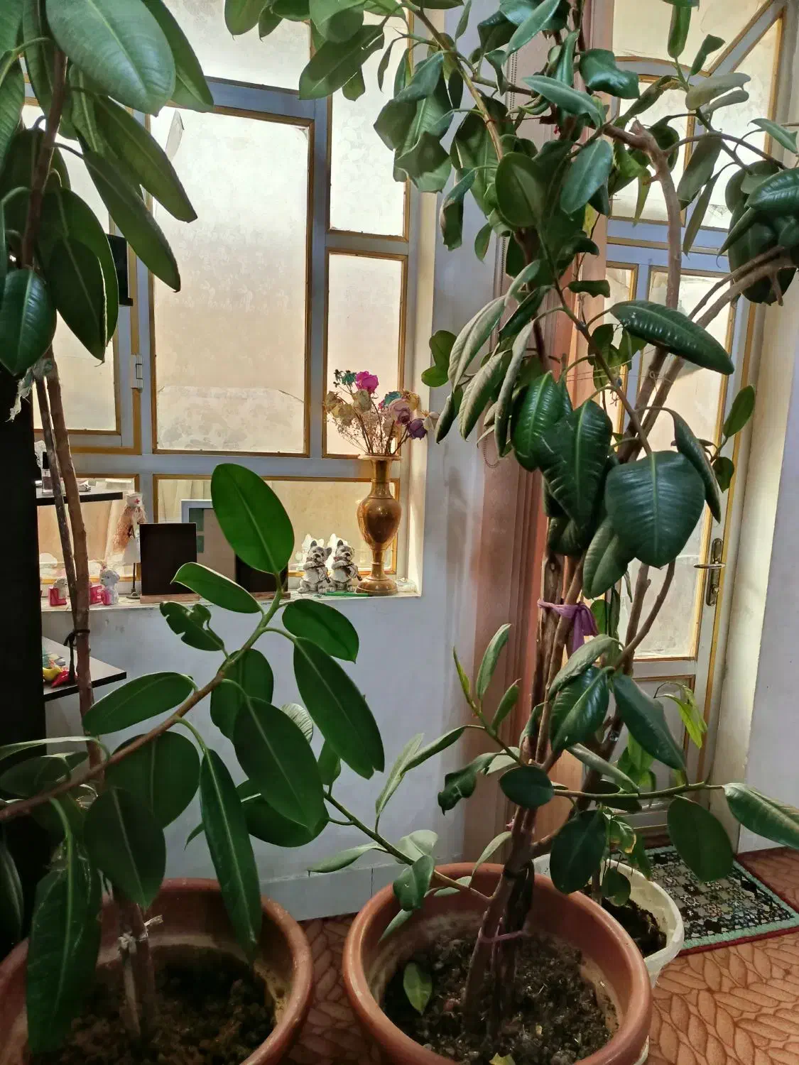 گل فیکوس|گل و گیاه طبیعی|شهرکرد, |دیوار