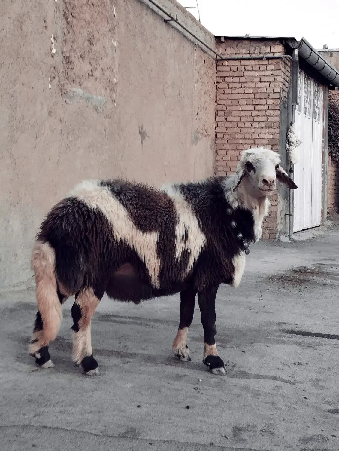 میش قوچ پلنگی|حیوانات مزرعه|بروجرد, |دیوار