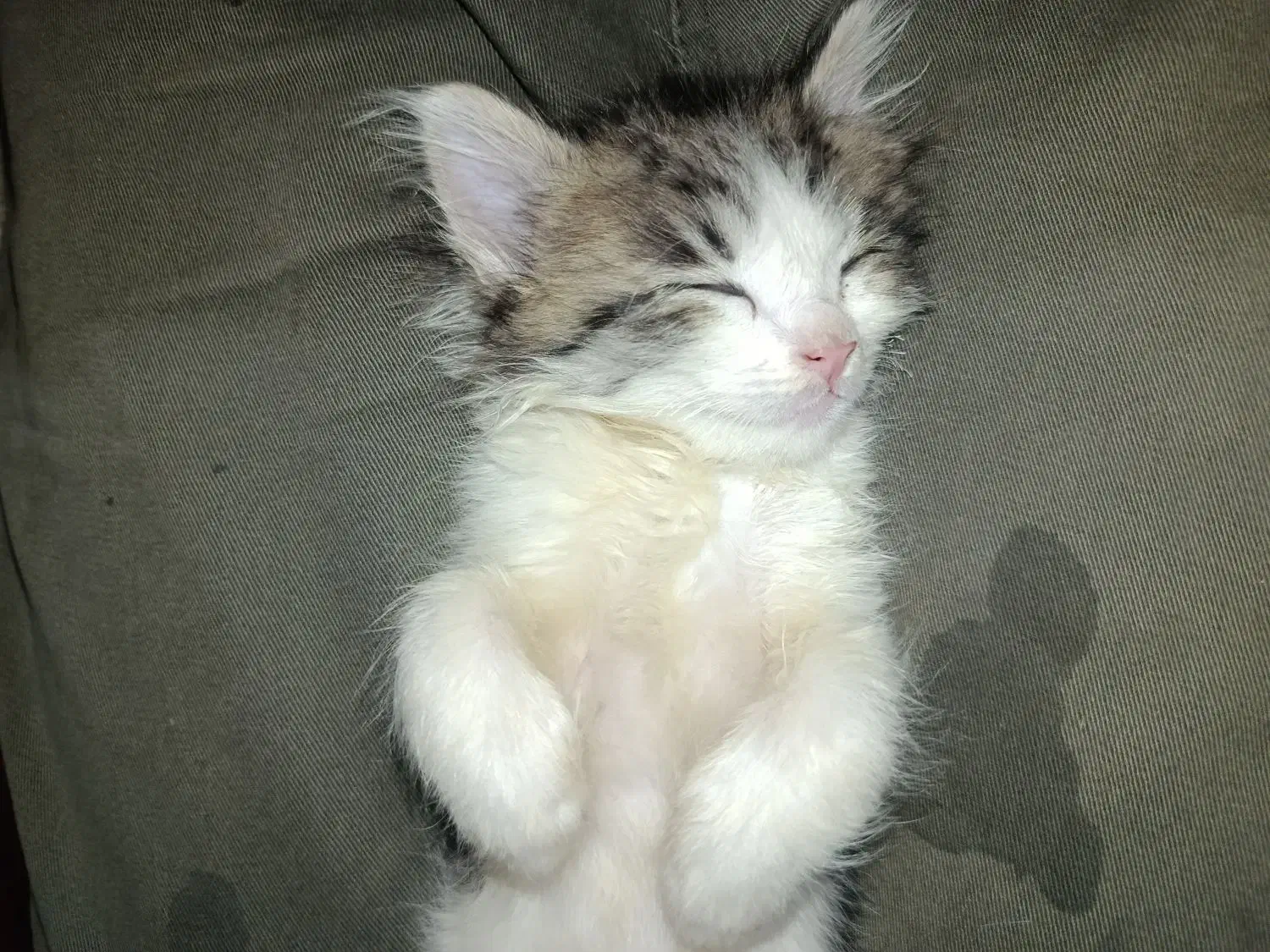 واگذاری بچه گربه خوشگل و شیطون|گربه|تهران, استخر|دیوار