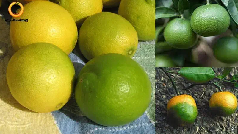 پیش فروش تامسون قائمشهر فقط تناژ|عمدهفروشی|قائمشهر, |دیوار