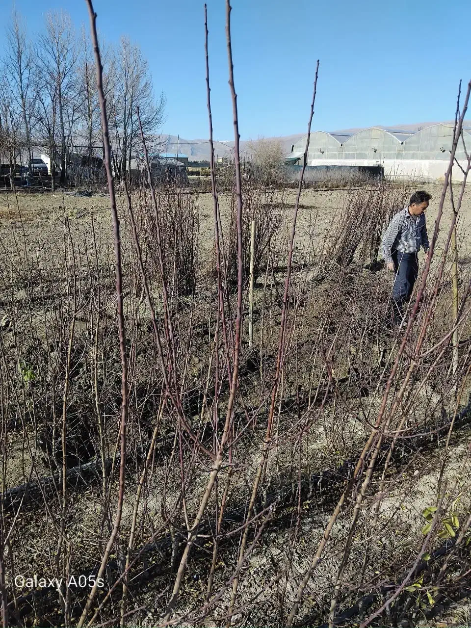 نهال|خدمات باغبانی و درختکاری|مرودشت, زنگی آباد|دیوار