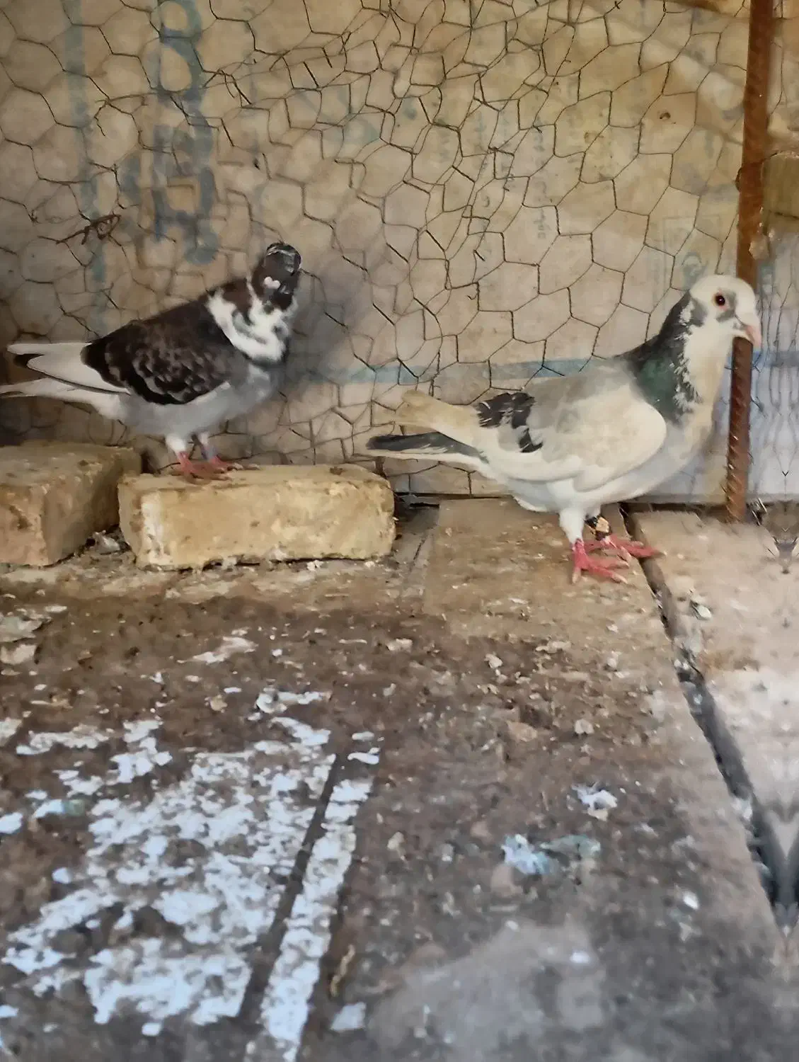 کفتر|پرنده|خان ببین, |دیوار