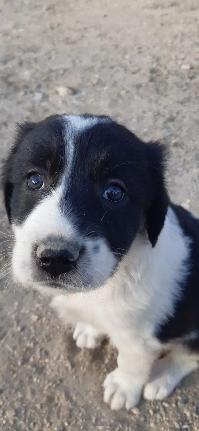 سگ ماده پوز کوتاه فروشی|سگ|آرادان, |دیوار