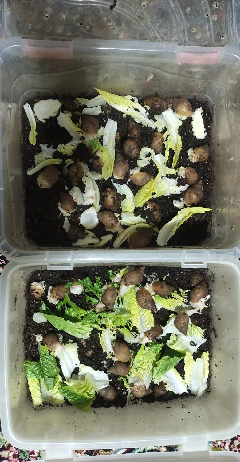 حلزون|خزنده|شیروان (خراسان), |دیوار