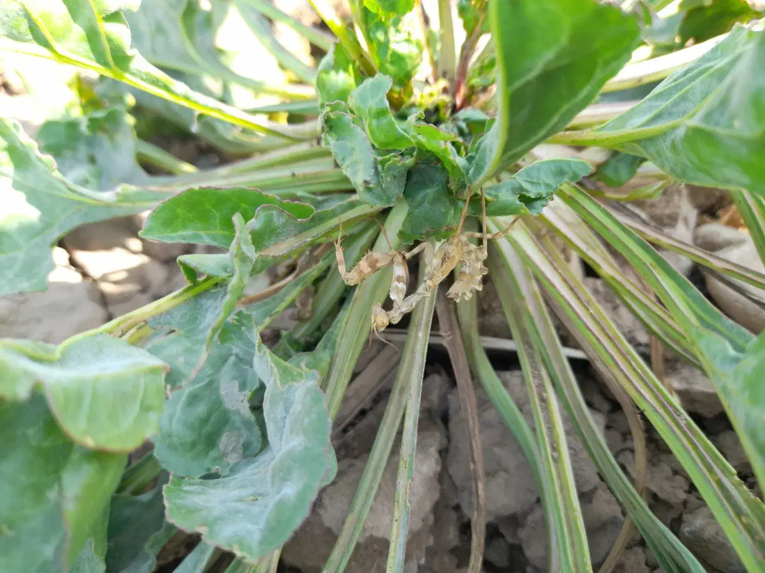 حواله تفاله چقندر قند نیشابور|لوازم جانبی حیوانات|فیروزه, |دیوار