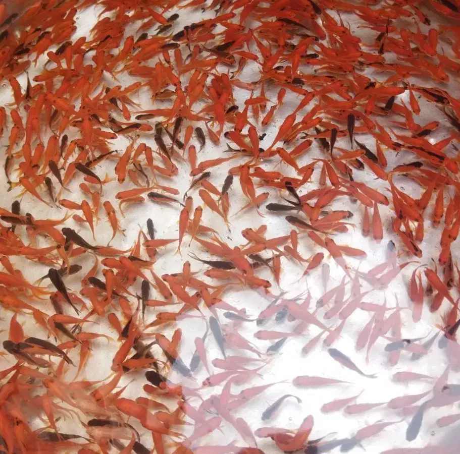 ماهی قرمز(ماهی گلی)|ماهی|قم, ولیعصر|دیوار