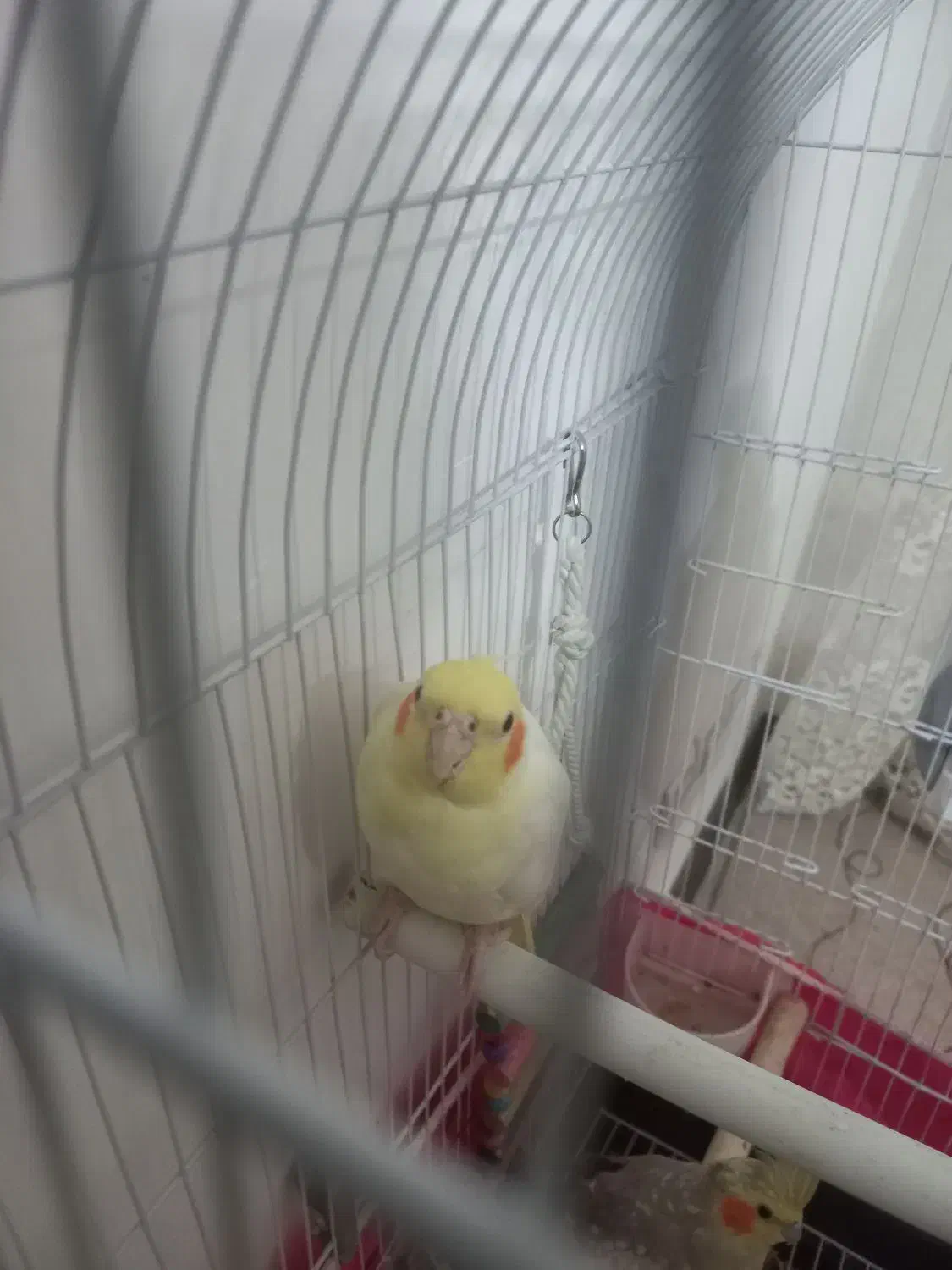 عروس هلندی|پرنده|شیروان (خراسان), |دیوار