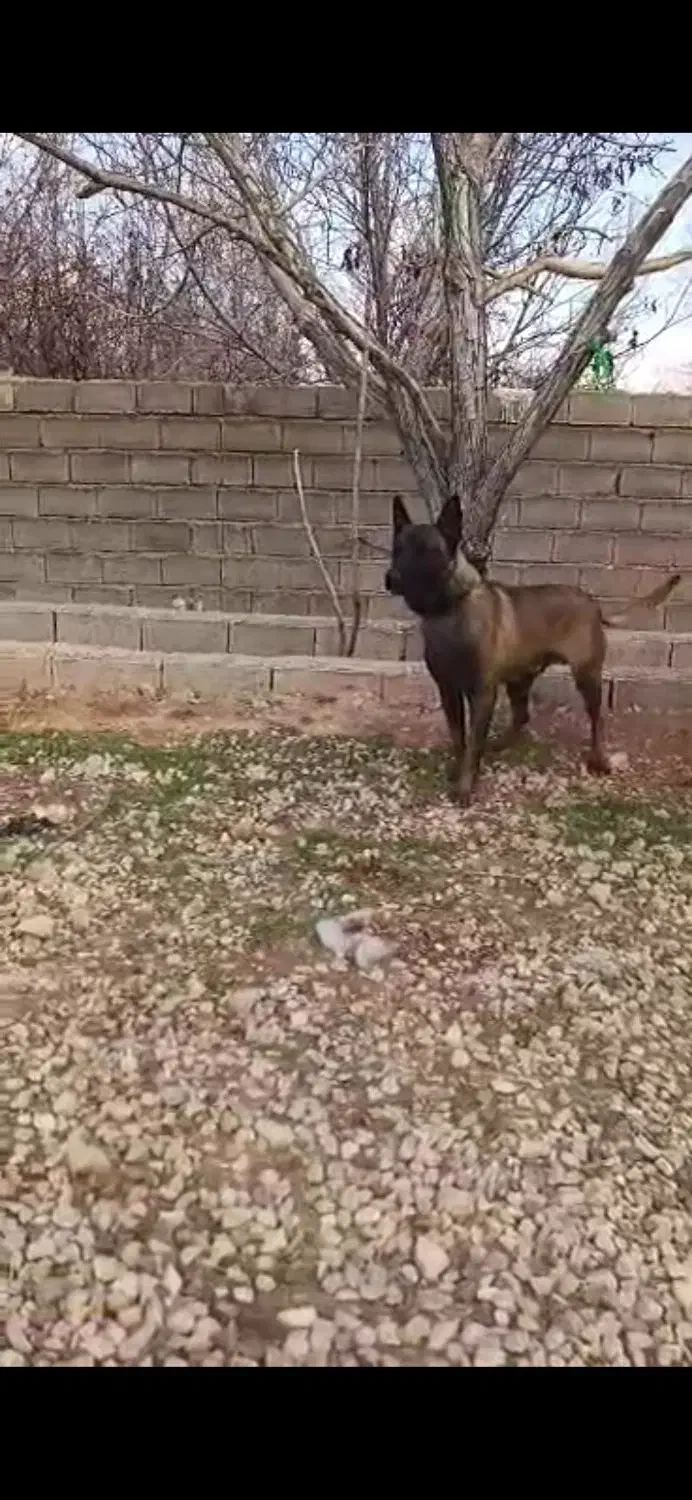 مالینویز نر|سگ|مرودشت, ژیان|دیوار