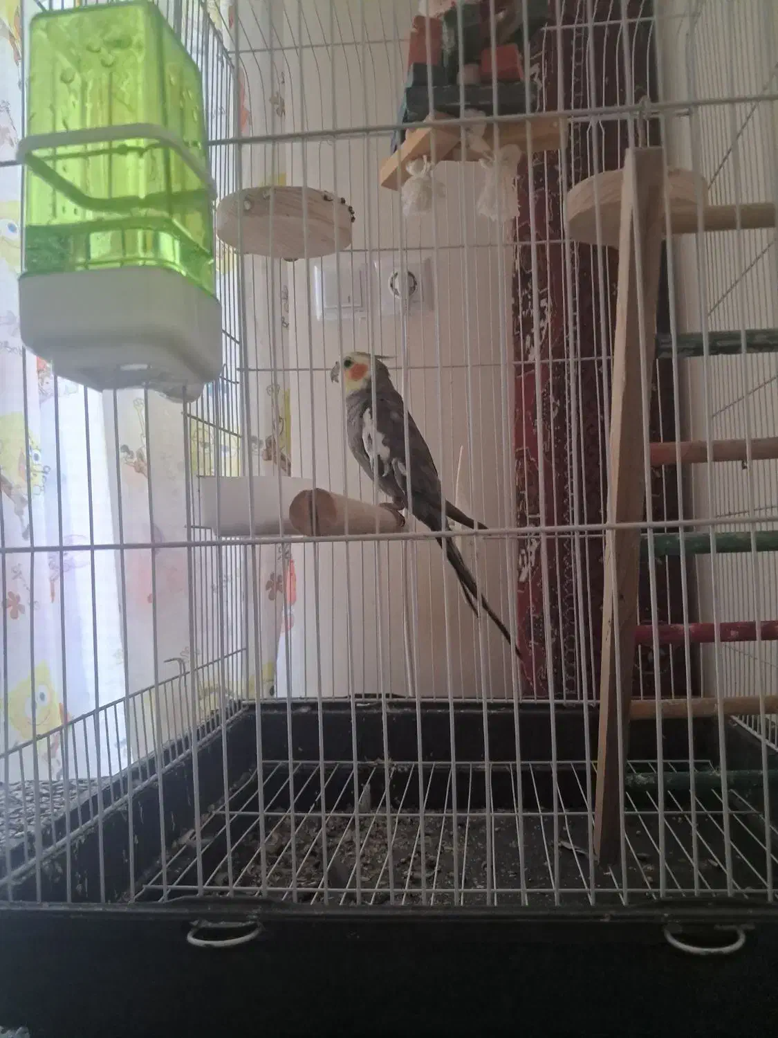 عروس هلندی نر|پرنده|بابل, |دیوار