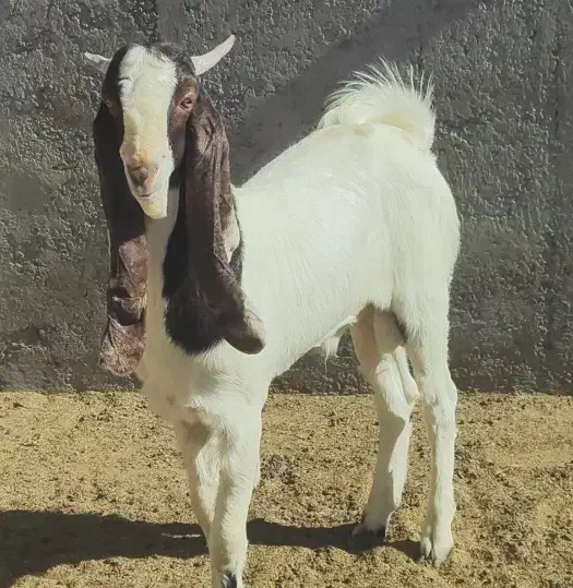 بزغاله نر گلابی|حیوانات مزرعه|بیرجند, |دیوار