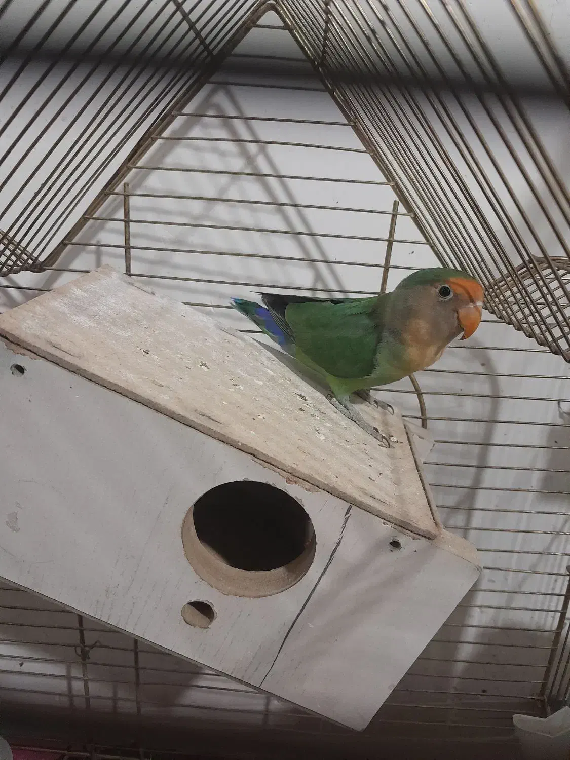 طوطی کوتوله|پرنده|کرمان, |دیوار