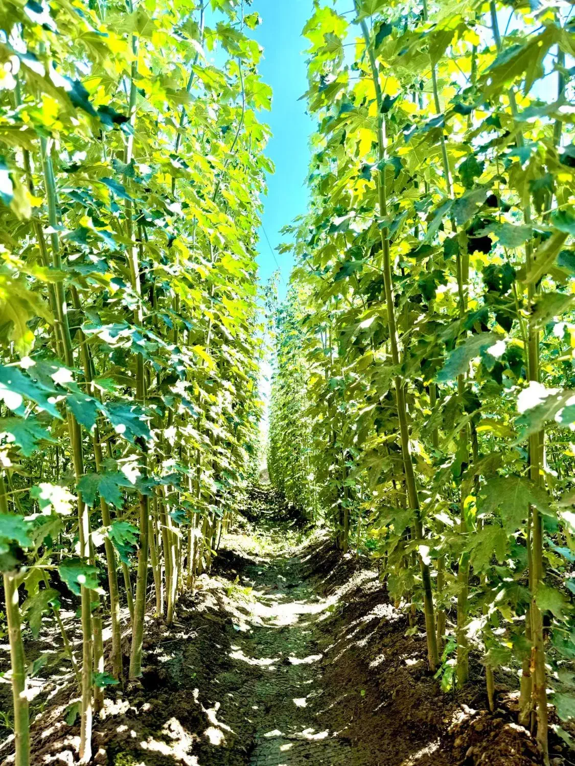 صنوبر وکبوده خان بابا|خدمات باغبانی و درختکاری|محمدبار, |دیوار