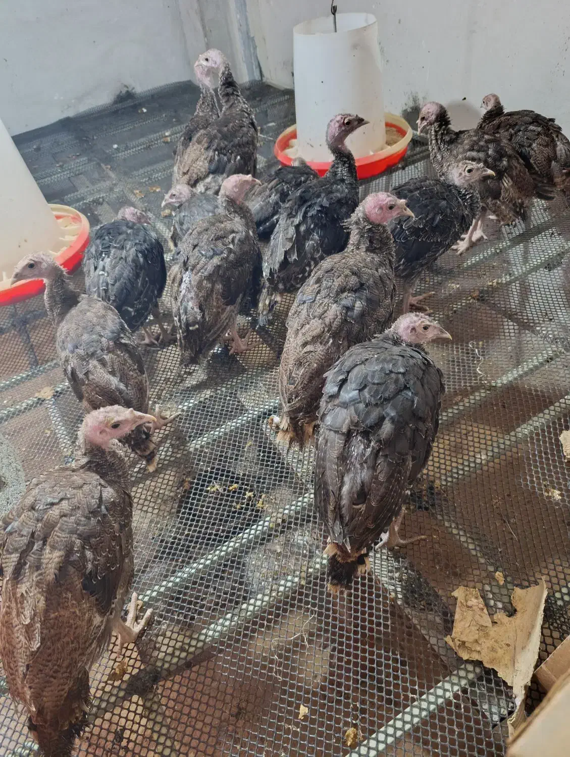 فروش جوجه بوقلمون برنز اصل|حیوانات مزرعه|دابودشت, |دیوار