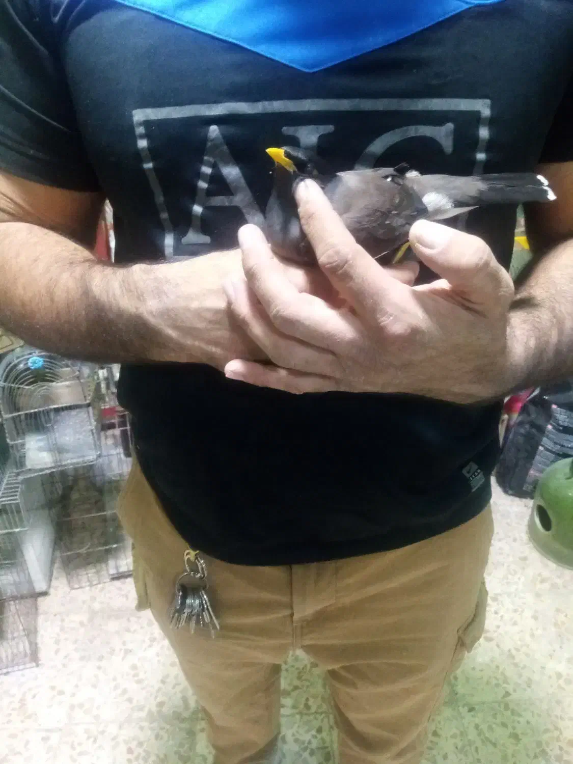 مینا بازی گوش|پرنده|کرمانشاه, |دیوار