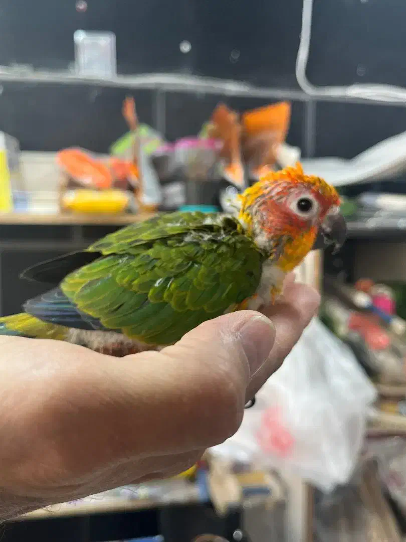 پخش طوطی‌راهب وخورشیدی سرلاکی با تضمین سلامت|پرنده|تهران, جیحون|دیوار