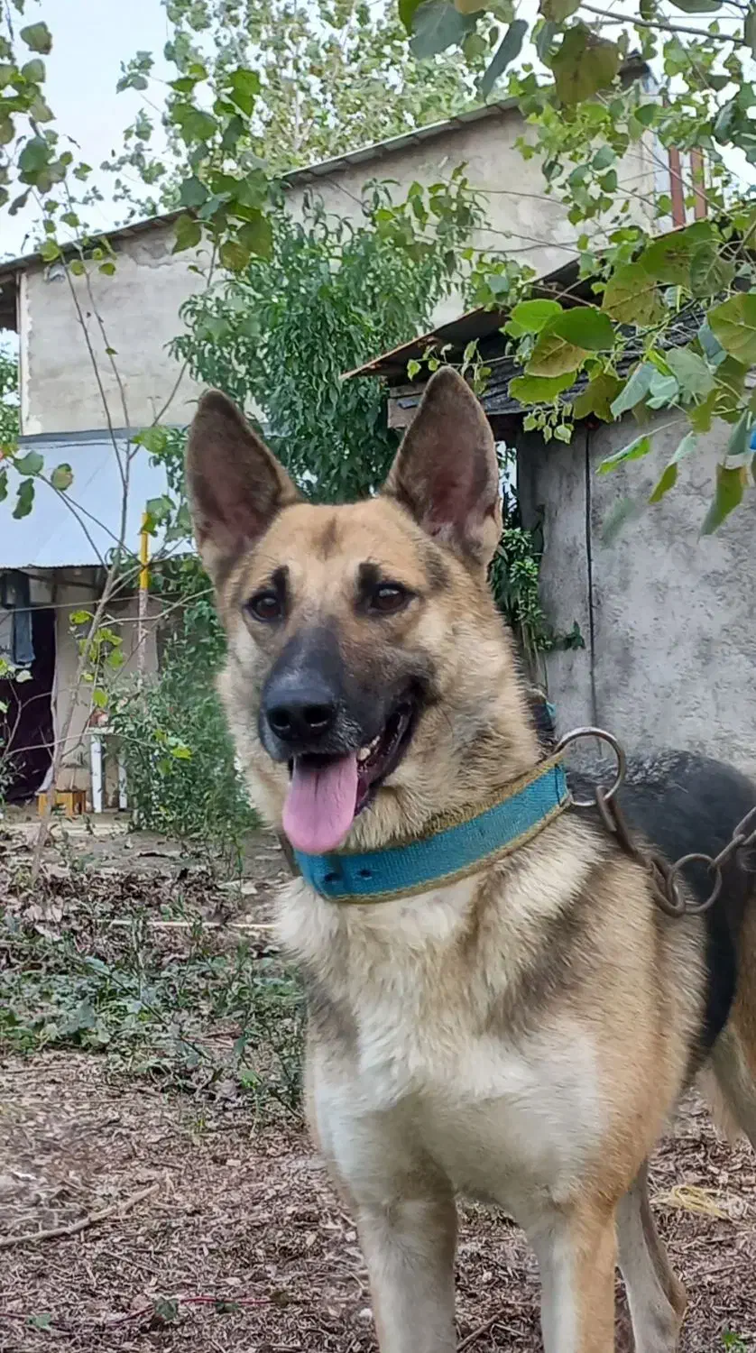 ژرمن ماده|سگ|رشت, لاکان|دیوار