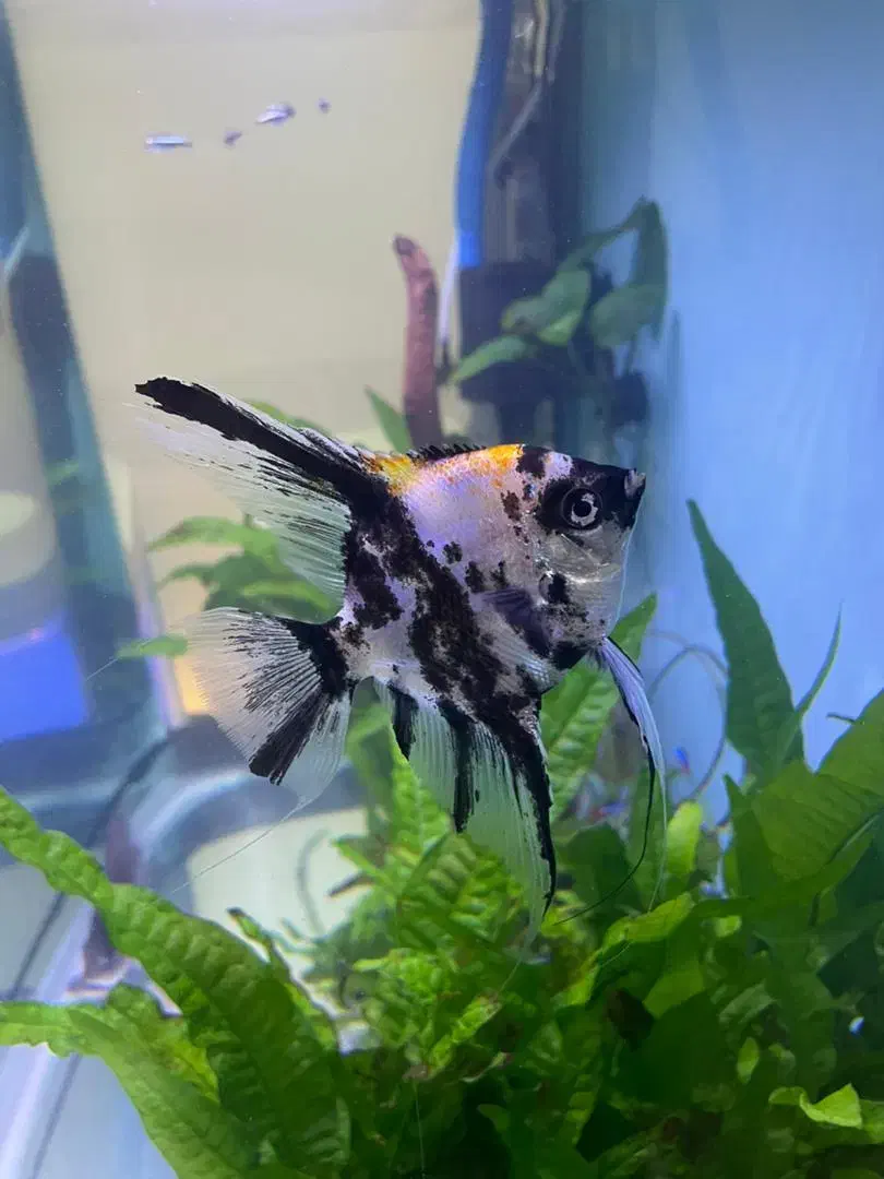 ماهی اکواریم|ماهی|بندر ماهشهر, |دیوار