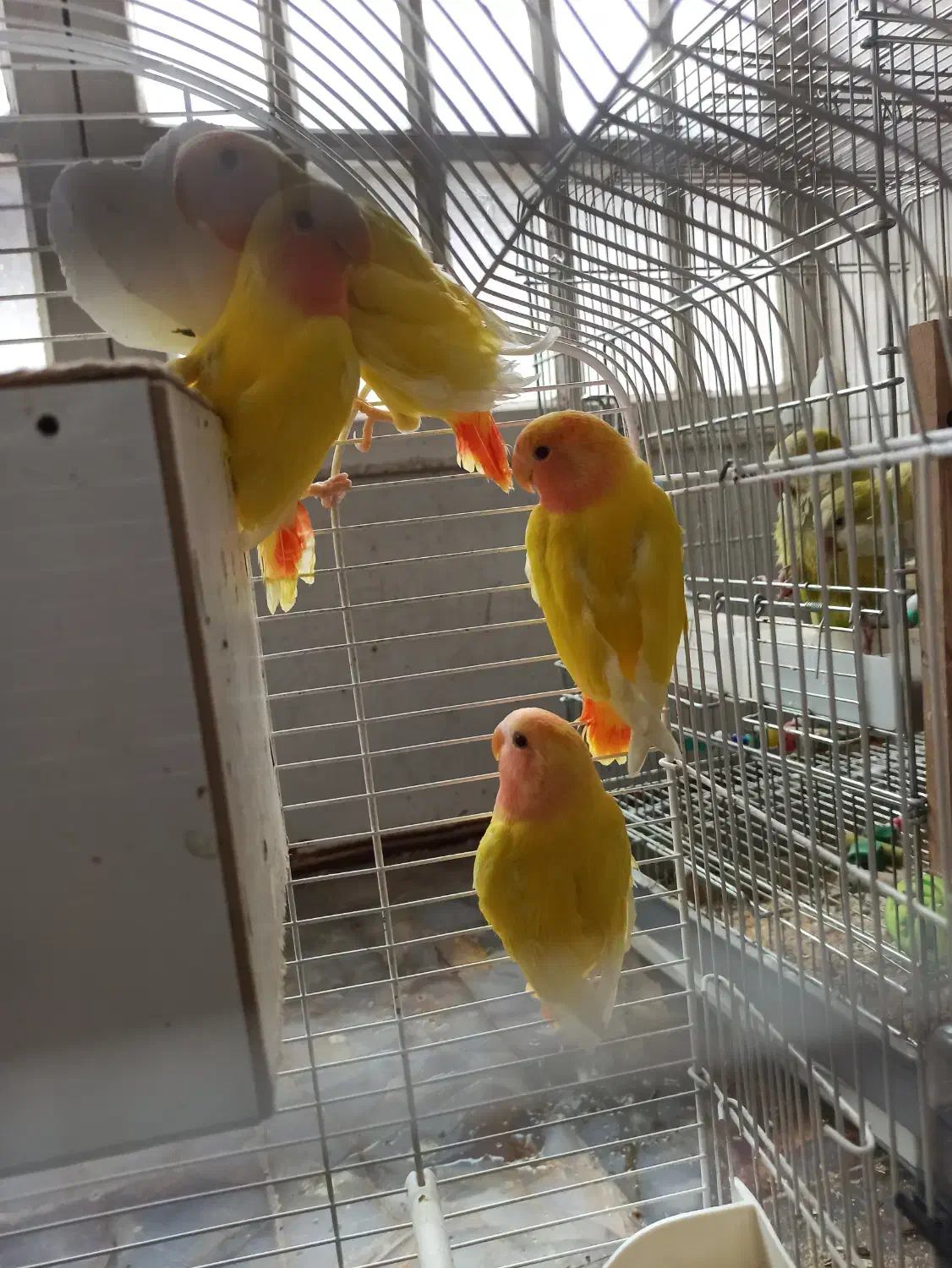 طوطی کوتوله برزیلی|پرنده|رفسنجان, |دیوار