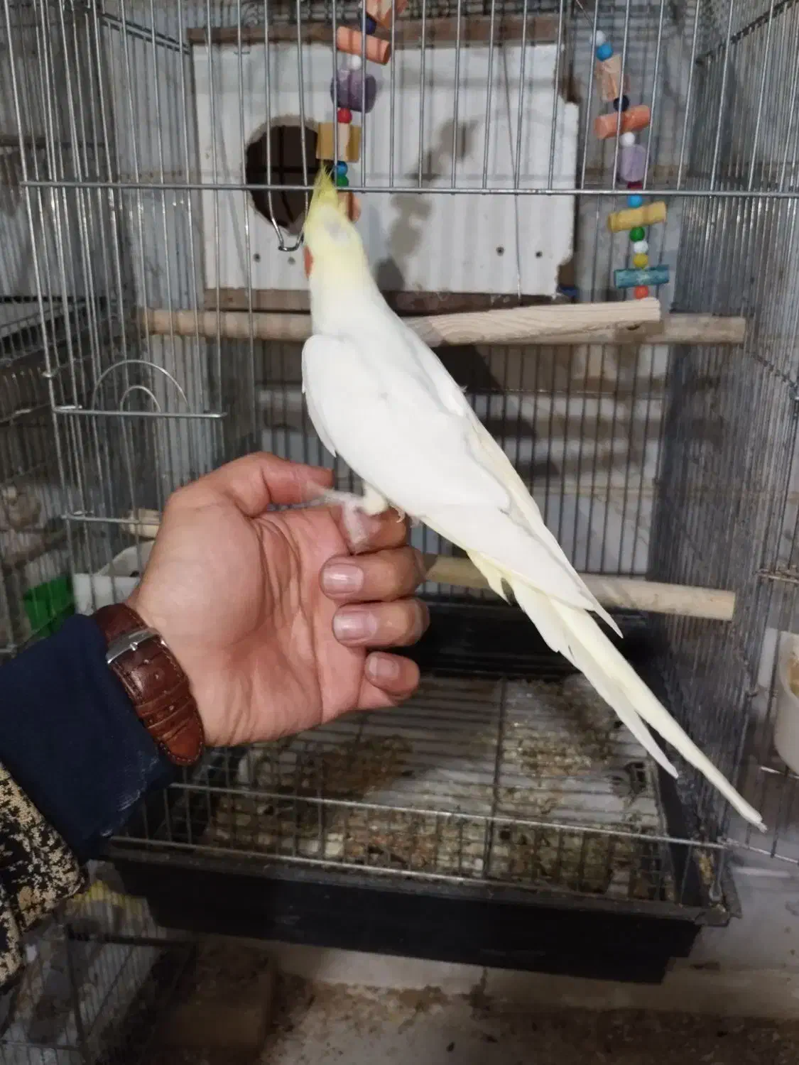 عروس هلندی رو تخم|پرنده|خرمدره, |دیوار