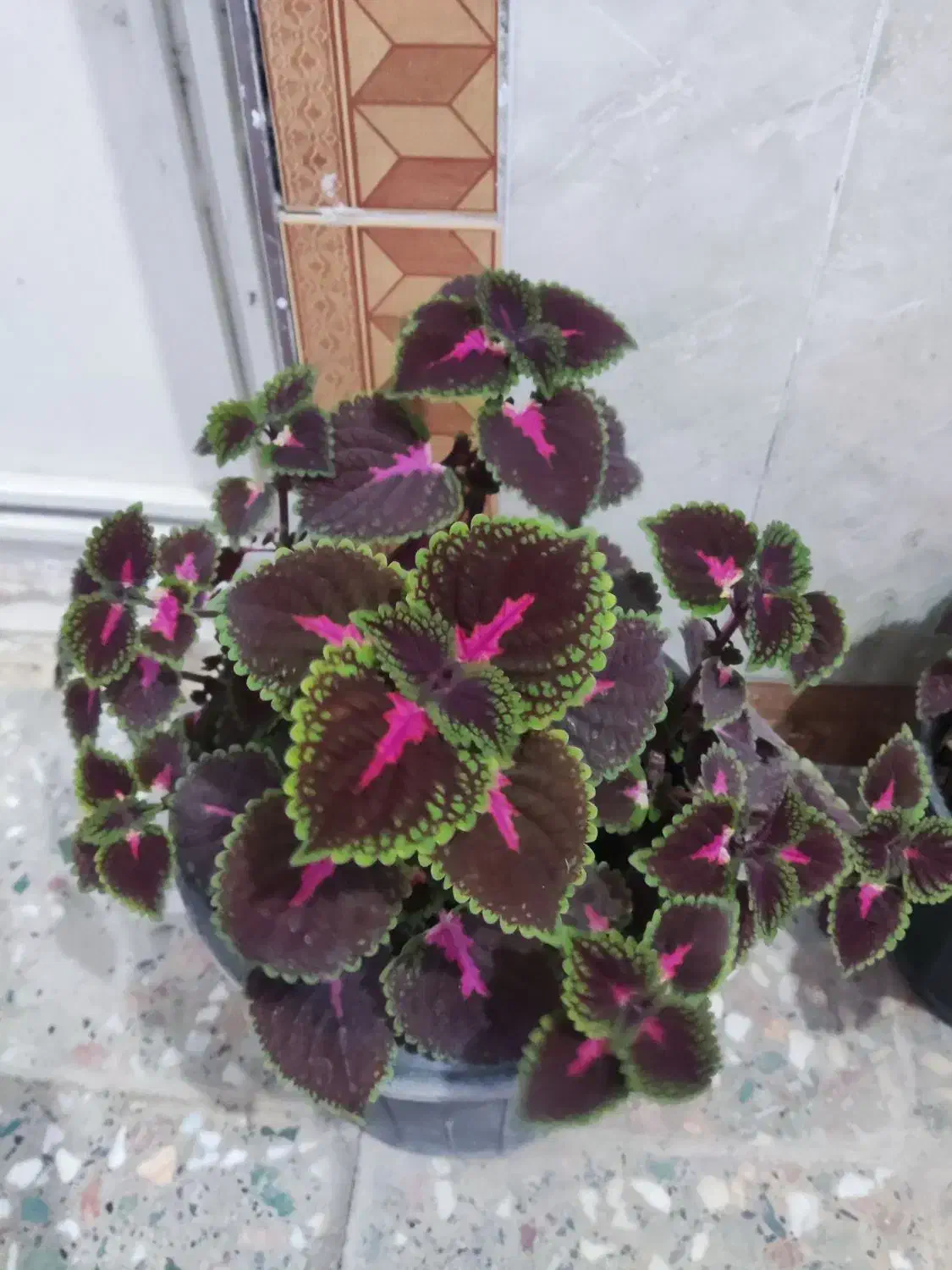 گل طبیعی خونگی|گل و گیاه طبیعی|یاسوج, |دیوار