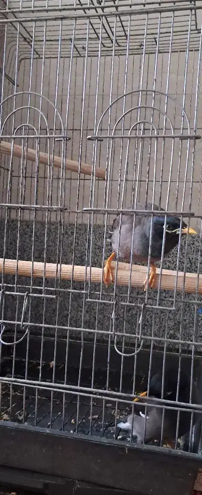 مرغ مینا|پرنده|خرمدره, |دیوار