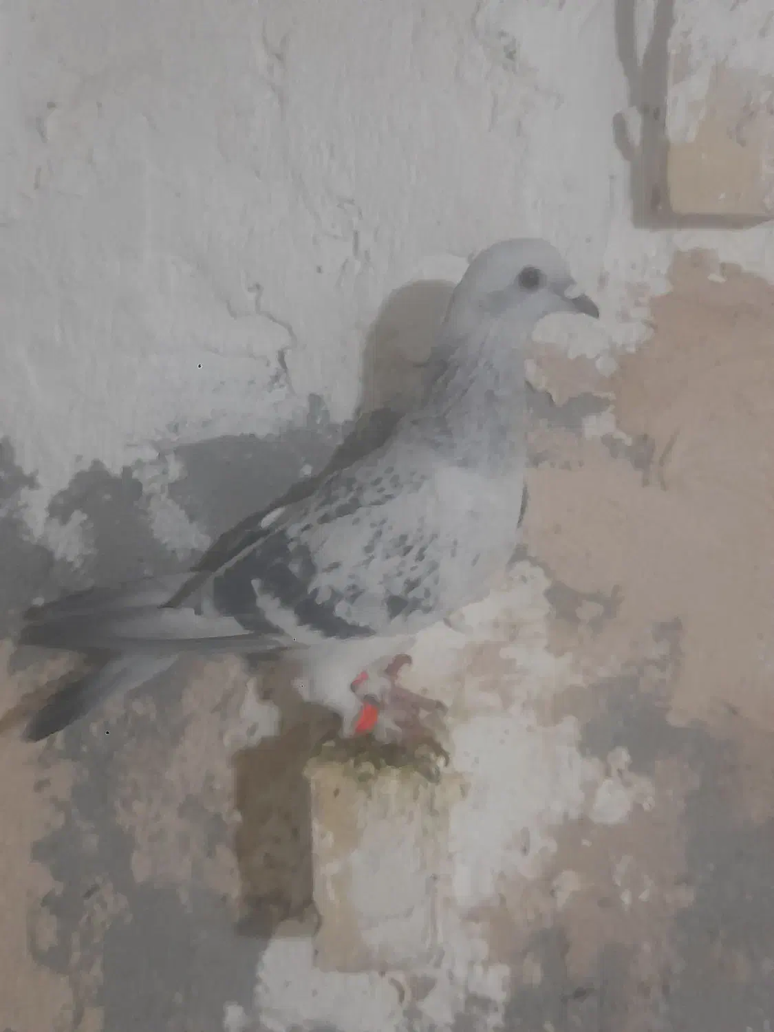 پرنده|پرنده|کرمان, |دیوار