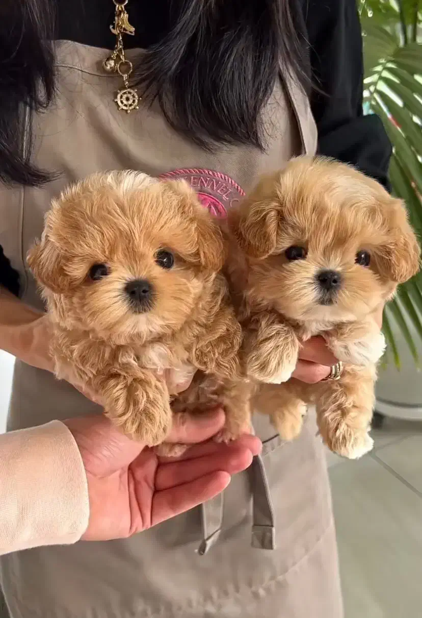 سگ لیوانی|سگ|قزوین, |دیوار