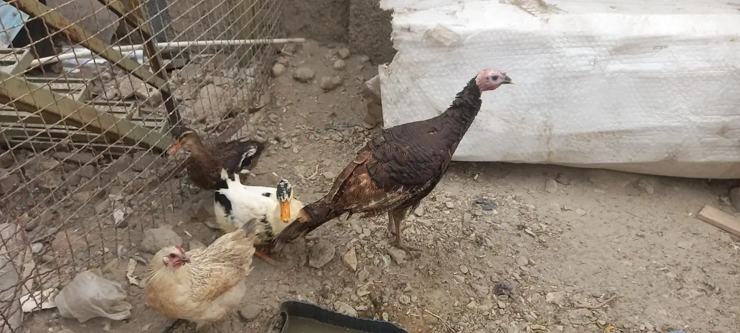 فروش ۴ عدد مرغ اوردک وبوقلمون|حیوانات مزرعه|تهران, شهرک استقلال|دیوار