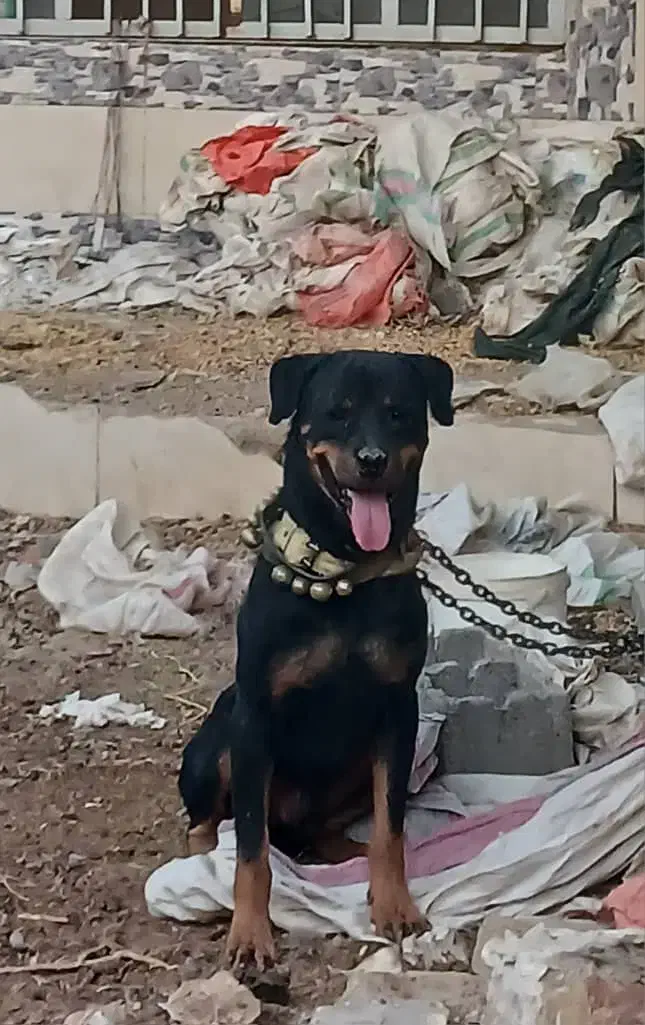 سگ روتیلر یسر آمریکا درجه ۱|سگ|فلاورجان, |دیوار