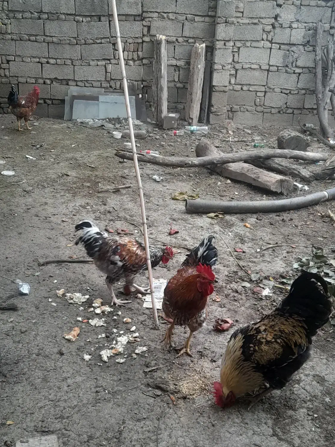 خروس جوان|حیوانات مزرعه|رامیان, |دیوار