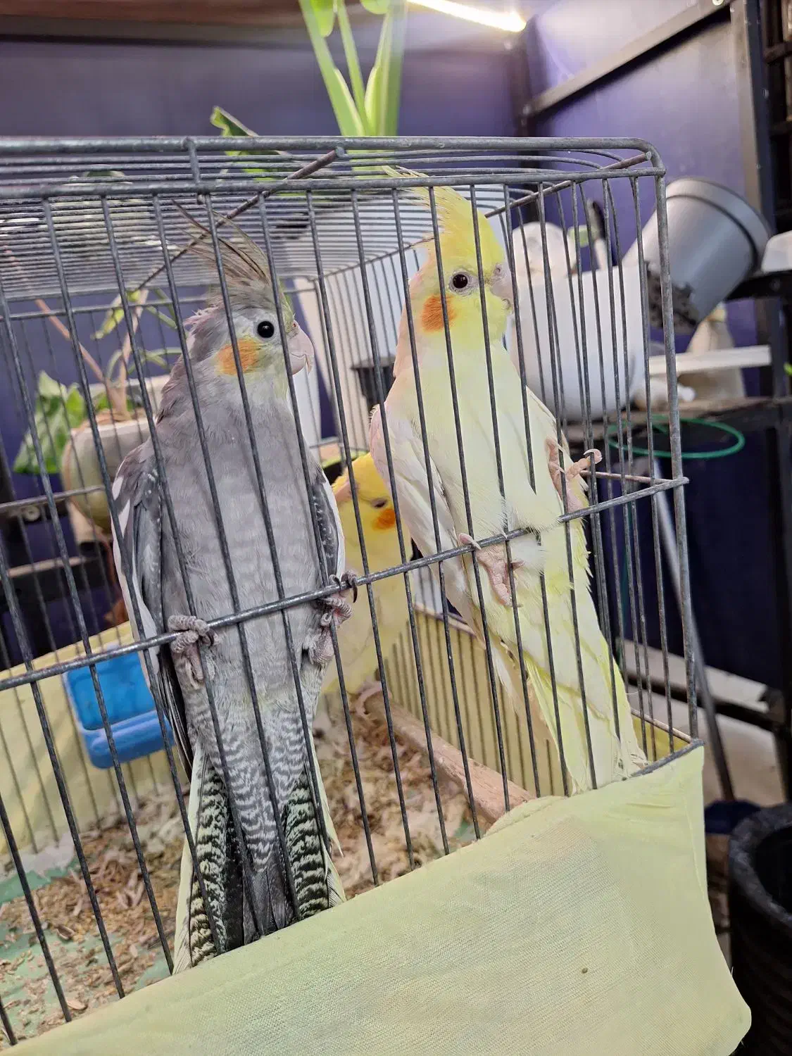 عروس هلندی جوجه تازه دون خور|پرنده|شهرضا, |دیوار