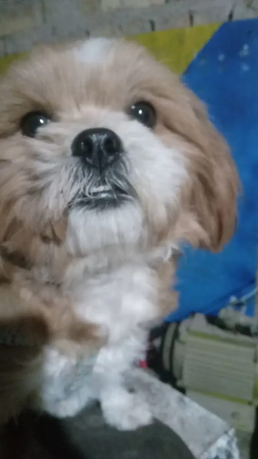 پاکوتاه|سگ|قزوین, |دیوار