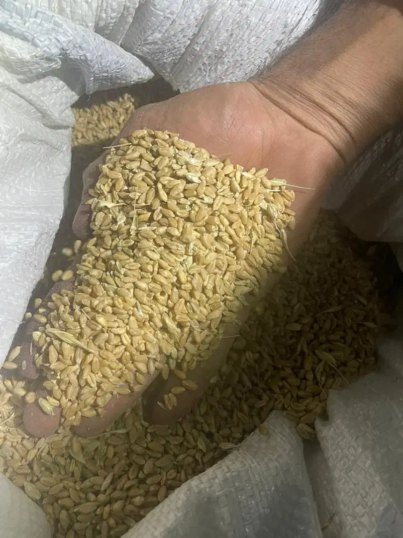 بذر فروشی دره شهر|گل و گیاه طبیعی|دره شهر, |دیوار