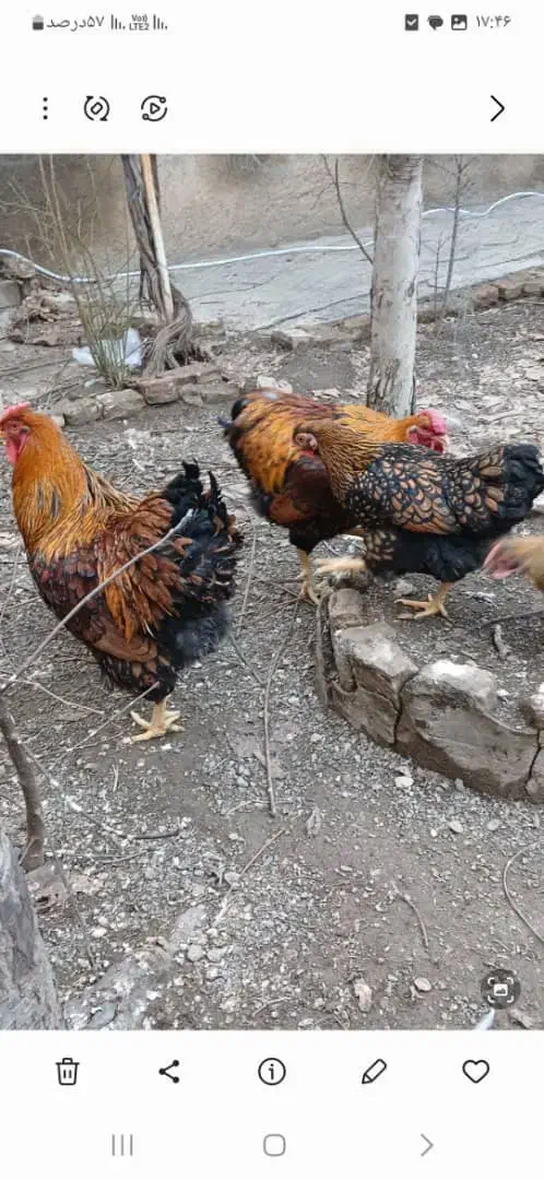 تخم مرغ|حیوانات مزرعه|مرند, |دیوار