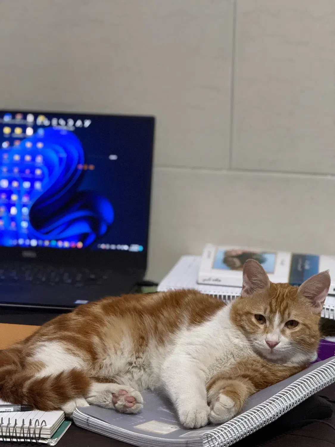 گربه ی گمشده|حیوانات|یزد, |دیوار