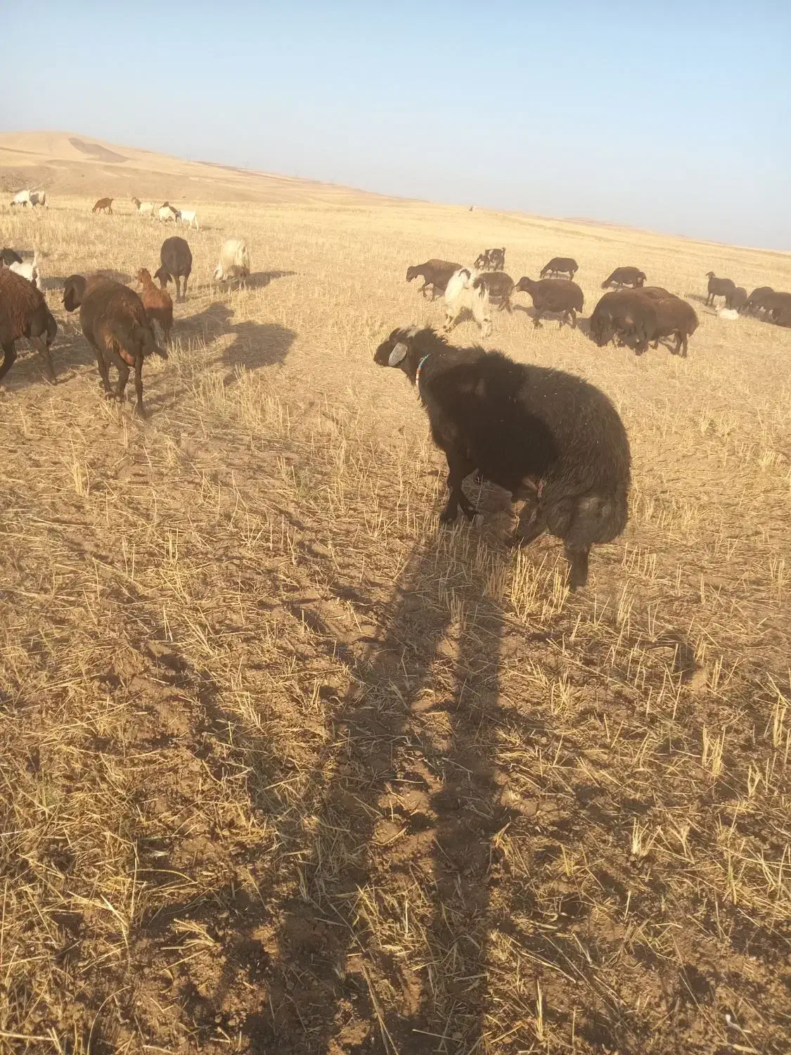 گوسفند نر|حیوانات مزرعه|میانه, |دیوار