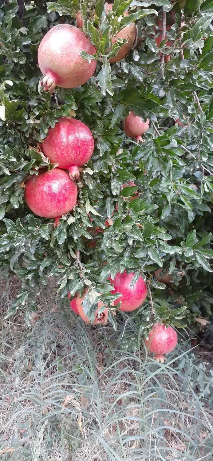 انار|خوردنی و آشامیدنی|کوهنانی, |دیوار