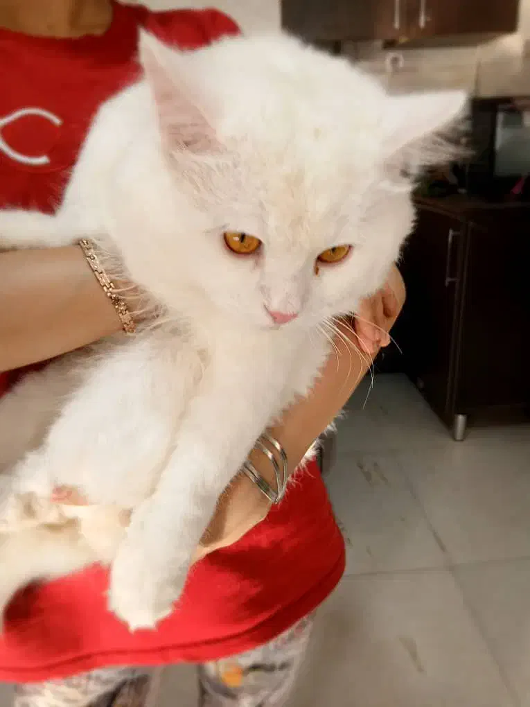 گربه پرشین واگذاری|گربه|فردوسیه, |دیوار