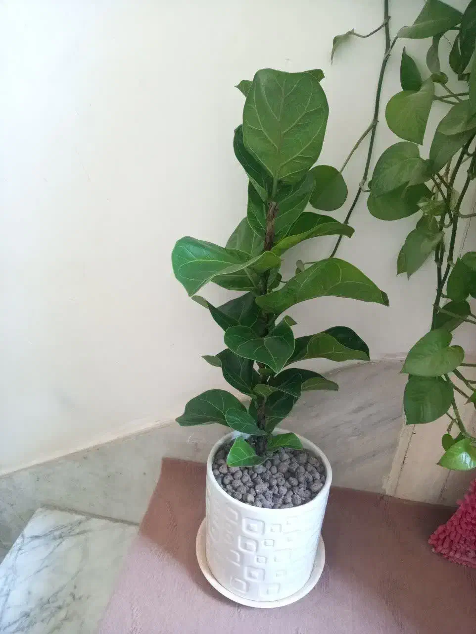 گل فیکوس|گل و گیاه طبیعی|تهران, شهرک خرازی|دیوار